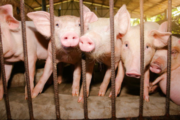 Small piglet, pink skin, use nose to smell outside the fence. Mammal farm animals