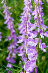 Fototapeta premium wild orich blossom in western germany