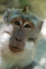 Obraz premium Macaco curioso