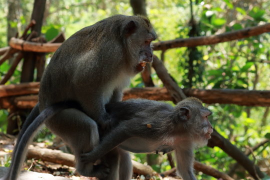 Apareamiento de monos