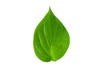 Green leaf and isolate white background.