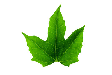  Cnidoscolus chayamansa or chaya leave isolated on white background