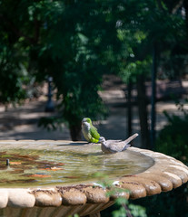 Papagei und eine Taube beim Baden 