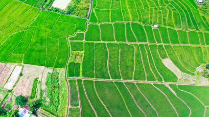 Fototapeta premium Green rice fields from above in Pai