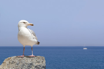 seagull standing on the rock and sea in background