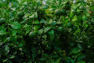 Green lemon or Green Malta (citrus lemon) hanging on the tree. Growing on the nursery garden.