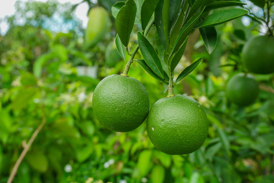 Green lemon or Green Malta (citrus lemon) hanging on the tree. Growing on the nursery garden.