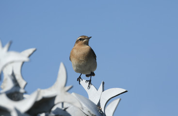 A beautiful Wheatear, Oenanthe oenanthe, hunting for insects to eat perched on a barbed wire fence.	