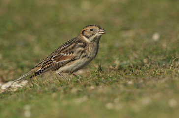 A rare Lapland Bunting, Calcarius lapponicus, is feeding on seeds in a field at the edge of a cliff. It is a passage migrant to the UK.