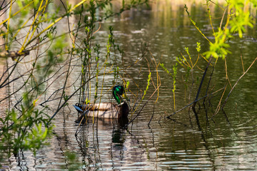 Wild duck swimming at lake