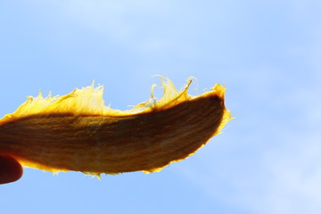 mango seed on sky background