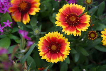 flowers, red, yellow, purple, blooms, blossoms, macro, closeup