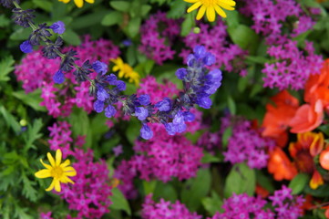 flowers, red, yellow, purple, blooms, blossoms, macro, closeup