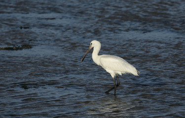 A juvenile Spoonbill, Platalea leucorodia, standing at the edge of the sea. It is feeding as the...