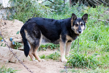 Sad dog The chain and fetters are not to anyone's joy. She is waiting for her master. Love your animals. We are responsible for those whom we tamed!