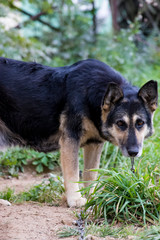 Sad dog The chain and fetters are not to anyone's joy. She is waiting for her master. Love your animals. We are responsible for those whom we tamed!