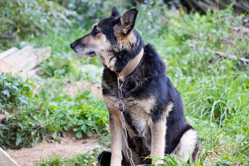 Sad dog The chain and fetters are not to anyone's joy. She is waiting for her master. Love your animals. We are responsible for those whom we tamed!