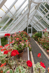 Greenhouse with pelargoniums