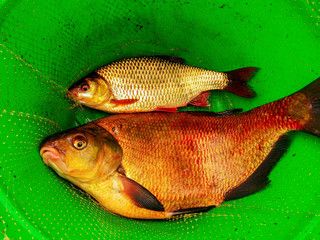 fresh fish lies in a green bucket