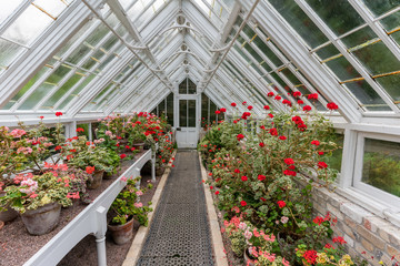 Wide view of greenhouse with pelargoniums