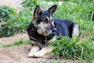 Sad dog The chain and fetters are not to anyone's joy. She is waiting for her master. Love your animals. We are responsible for those whom we tamed!