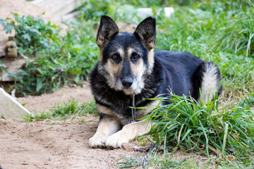 Sad dog The chain and fetters are not to anyone's joy. She is waiting for her master. Love your animals. We are responsible for those whom we tamed!