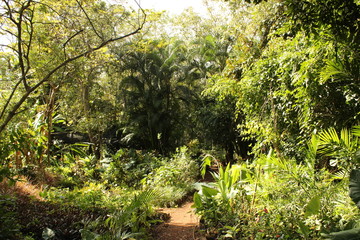 Selva Maya
