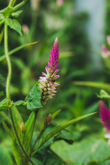 Purple Celosia argentea with a Bee on the flower