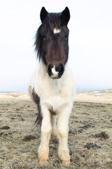Fototapeta na wymiar Photo of a white and brown horse in a field in Iceland