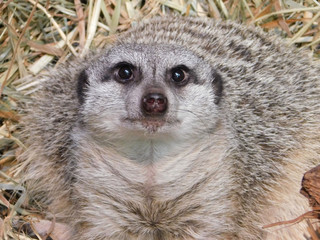 Meerkat