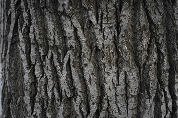 Naklejka premium Tree bark, background. Old Wood Tree Texture Background Pattern