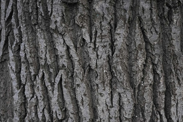 Fototapeta premium Tree bark, background. Old Wood Tree Texture Background Pattern