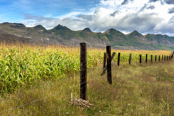 Obraz premium rural landscape with a fence and blue sky cornfield