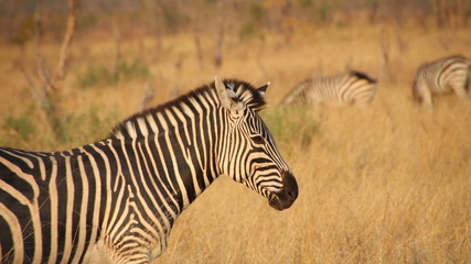 zebra in africa