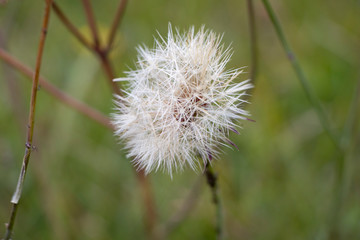 The autumn has come. The last dandelion. A little sadness and longing.