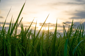 Obraz premium Green fields in open spaces