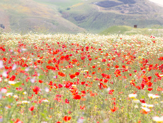 meadow full of poppies and daysi flower