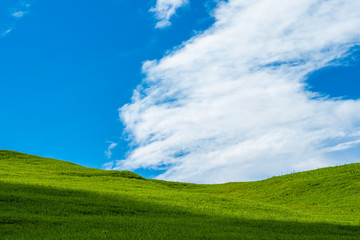 Green grassland background as the sky and clouds