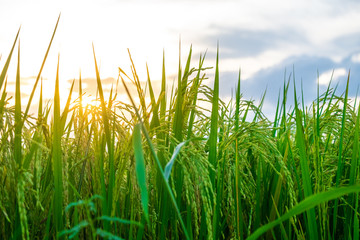 Green fields in open spaces