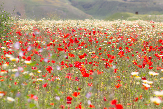 meadow full of poppies and daysi flower