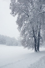 Tranquil winter landscape with snow covered trees in park during heavy snowfall. 