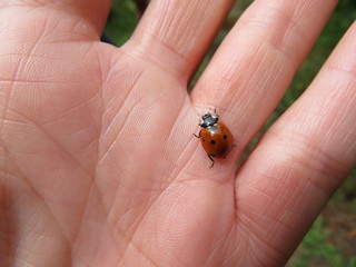 ladybird on finger