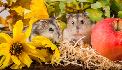 little pet hamster - Phodopus sungorus