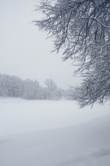 Tranquil winter landscape with snow covered trees in park during heavy snowfall. 