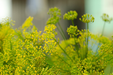 Dill flower. Soft selective focus, blur. Close up of fragrant dill fennel , ripe dill head. Dill umbrellas with seeds growing in herb garden.