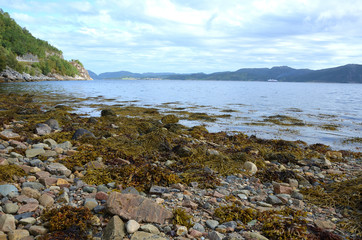 Fototapeta na wymiar Trondheim Fjord Coast Full of Seaweed