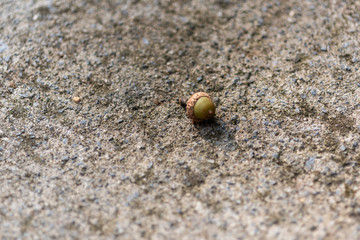 Isolated acron laying on concrete