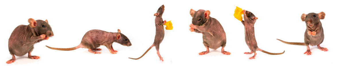 rat dumbo gray collection set isolated on white background