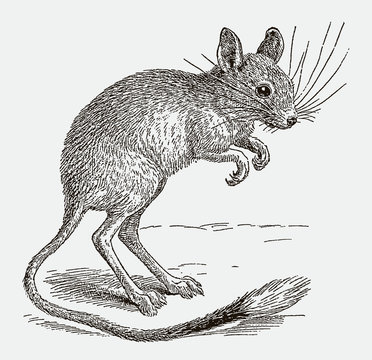Northern three-toed jerboa dipus sagitta standing upright on its long hind legs. Illustration after an engraving from the 19th century