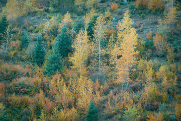 Fall Colors In Washington State